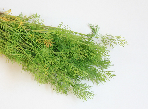 Dill